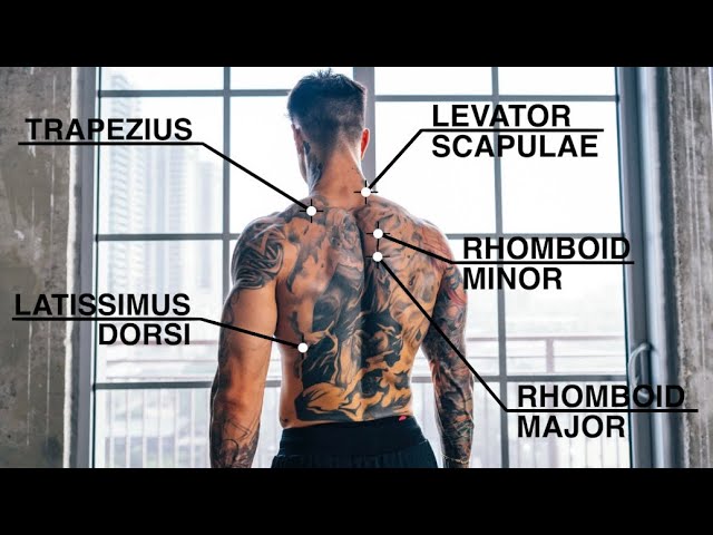 Quick And Effective Back Workout | Pull-Ups Only